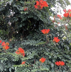 Spathodea campanulata