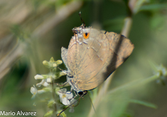 Allosmaitia strophius