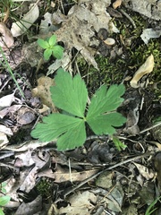 Anemonoides quinquefolia