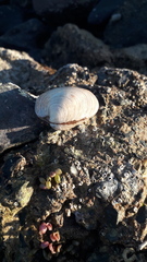 Dosinia exoleta