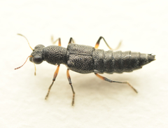 Stenus cicindeloides