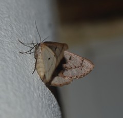 Dyscia distinctaria