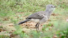 Chunga burmeisteri