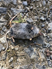 Sorex trowbridgii