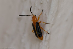 Phyllobrotica