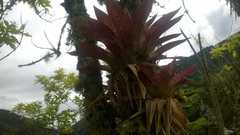 Tillandsia biflora