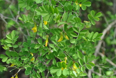 Hippocrepis emerus emerus