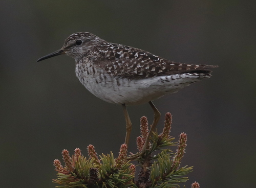 Andarríos bastardo (Tringa glareola)