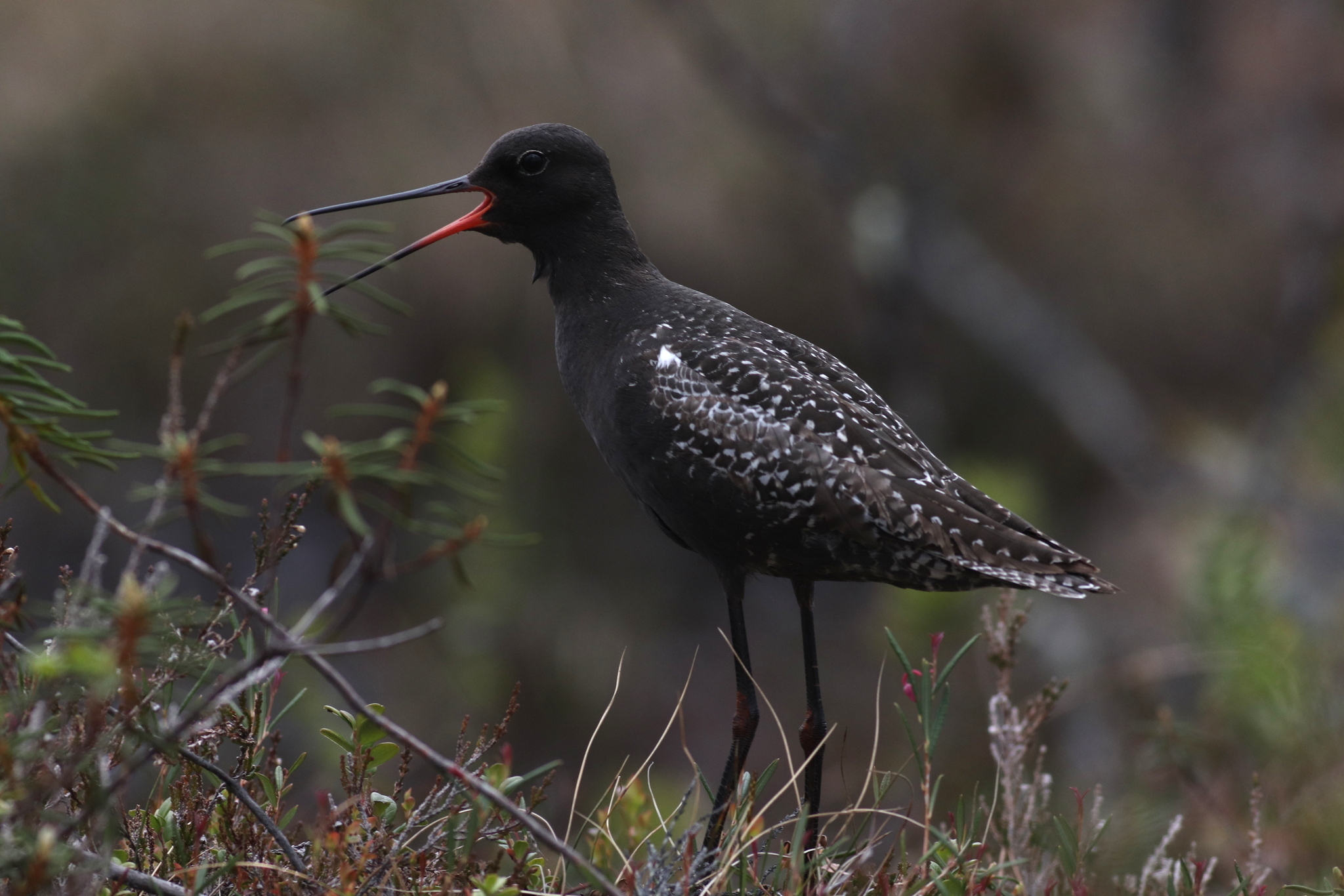 Spotted Redshank (Tringa erythropus)