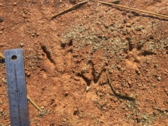 Myocastor coypus