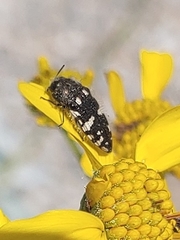 Acmaeodera vernalis