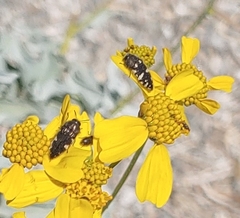 Acmaeodera vernalis