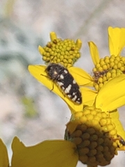 Acmaeodera vernalis