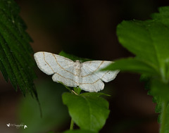 Trigrammia quadrinotaria