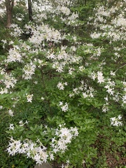 Rhododendron alabamense