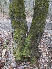 Proliferodiscus pulveraceus