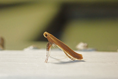 Caloptilia invariabilis