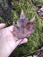 Proliferodiscus pulveraceus