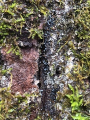 Proliferodiscus pulveraceus