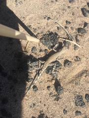 Callisaurus draconoides rhodostictus