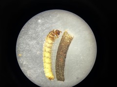 Limnephilus extricatus