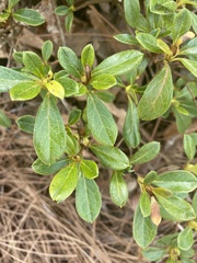 Rhododendron pilosum