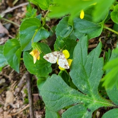 Enchoria lacteata
