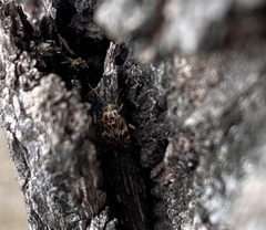 Tropidosteptes quercicola