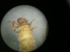 Limnephilus extricatus