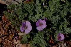 Erodium foetidum