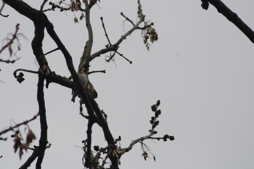 European Goldfinch, Wageningen, Nederland, photo 10 of 10