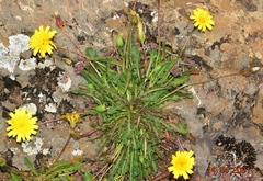 Leontodon longirostris