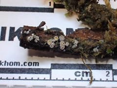 Proliferodiscus pulveraceus