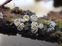 Proliferodiscus pulveraceus