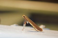 Caloptilia invariabilis