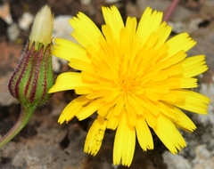 Leontodon longirostris