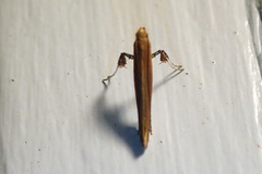 Caloptilia invariabilis