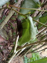 Abracris flavolineata