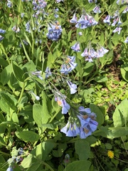 Mertensia virginica