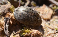 Byrrhus pilula