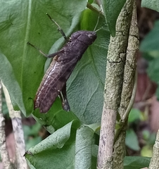 Abracris flavolineata