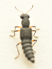 Stenus cicindeloides