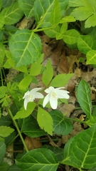 Anemonoides quinquefolia