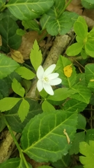 Anemonoides quinquefolia