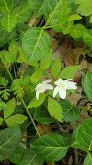 Anemonoides quinquefolia