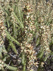 Myrovernix glandulosus