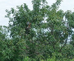 Searsia chirindensis