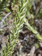 Myrovernix glandulosus