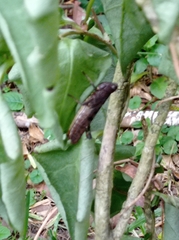 Abracris flavolineata