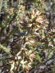Myrovernix glandulosus